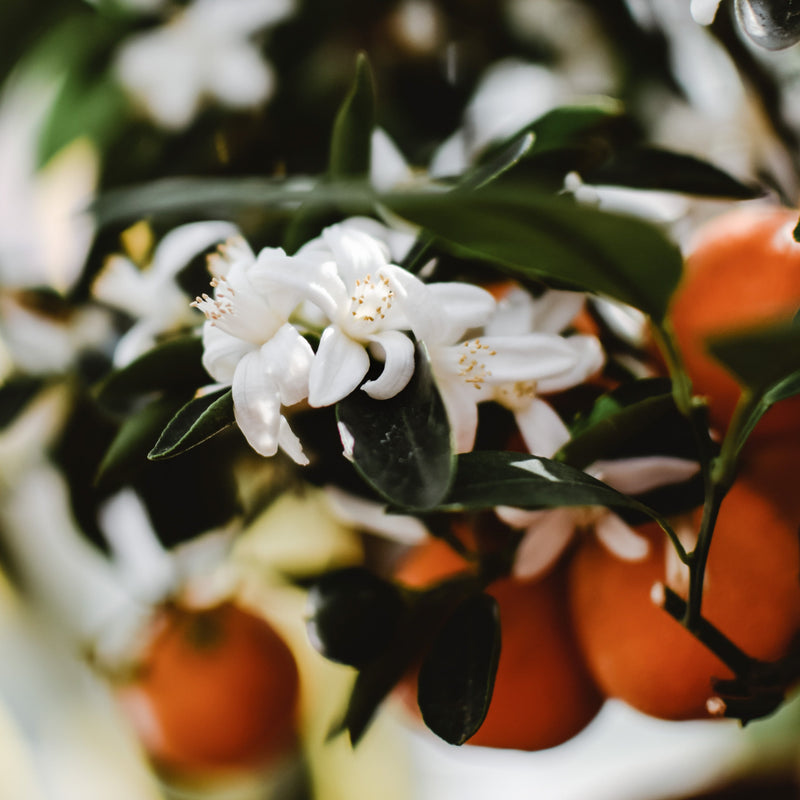 Neroli - Sacred Spray