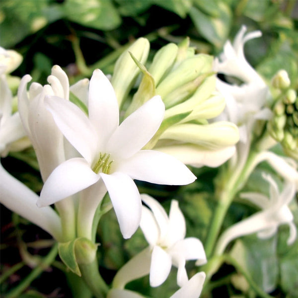 Mahalo - Gardenia & Tuberose | Scented Spray